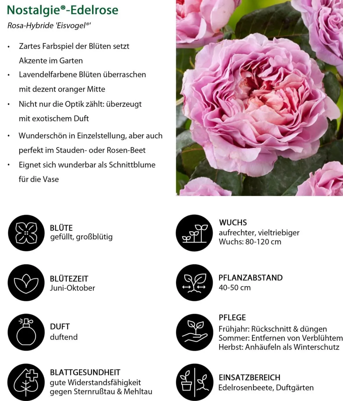 Nostalgie®-Edelrose 'Eisvogel®'