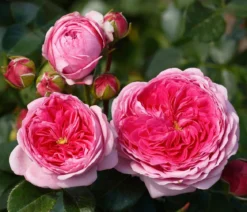 Nostalgie®-Edelrose 'Modern Art®'