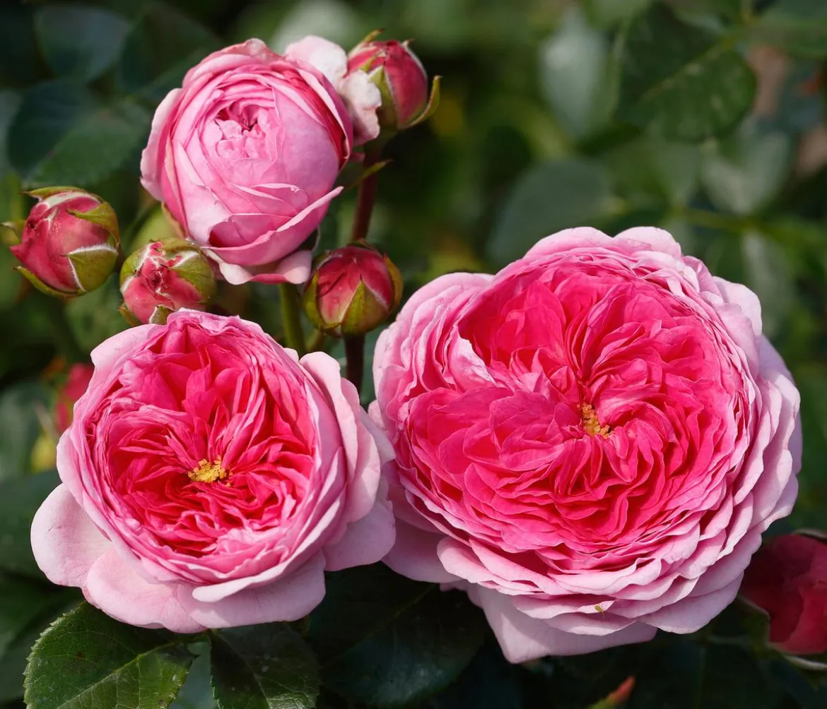 Nostalgie®-Edelrose 'Modern Art®'