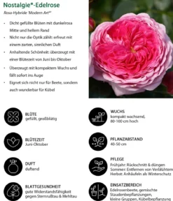 Nostalgie®-Edelrose 'Modern Art®'