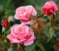 Nostalgie®-Edelrose 'Wildberry®'