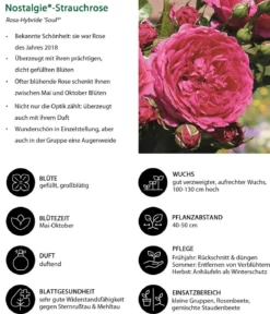 Nostalgie®-Strauchrose 'Soul®'
