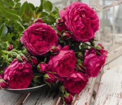 Nostalgie®-Strauchrose 'Soul®'