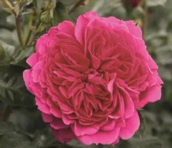 Nostalgie®-Strauchrose 'Soul®'
