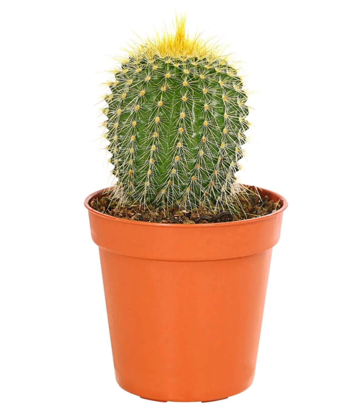 Notocactus - Parodia leninghausii