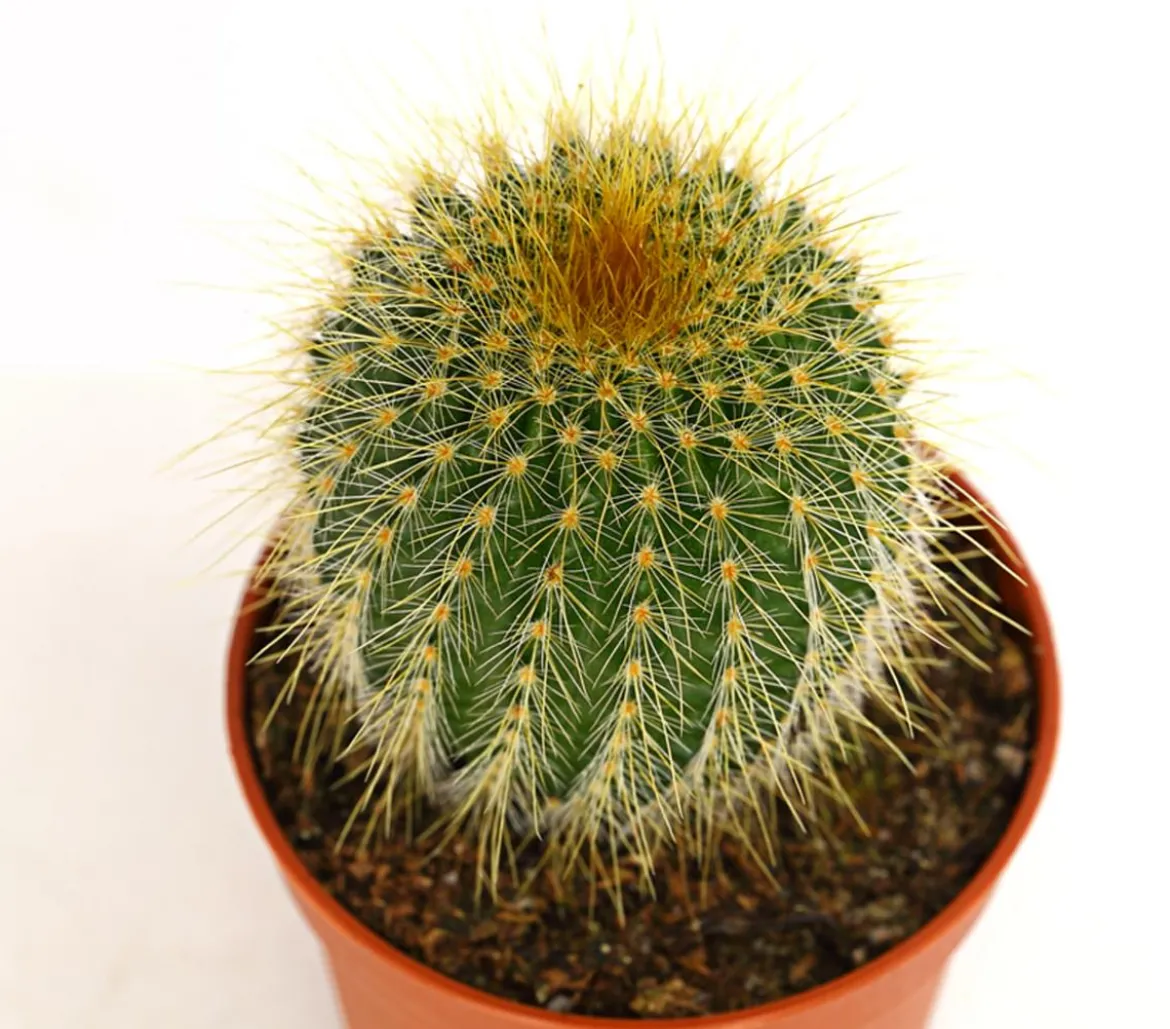 Notocactus - Parodia leninghausii