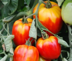 Ochsenherztomate 'Fleurette'