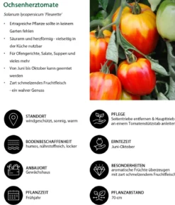Ochsenherztomate 'Fleurette'