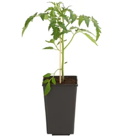 Ochsenherztomate 'Fleurette'