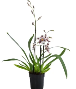 Odontonia-Orchidee - Odontonia hybriden 'Carla'