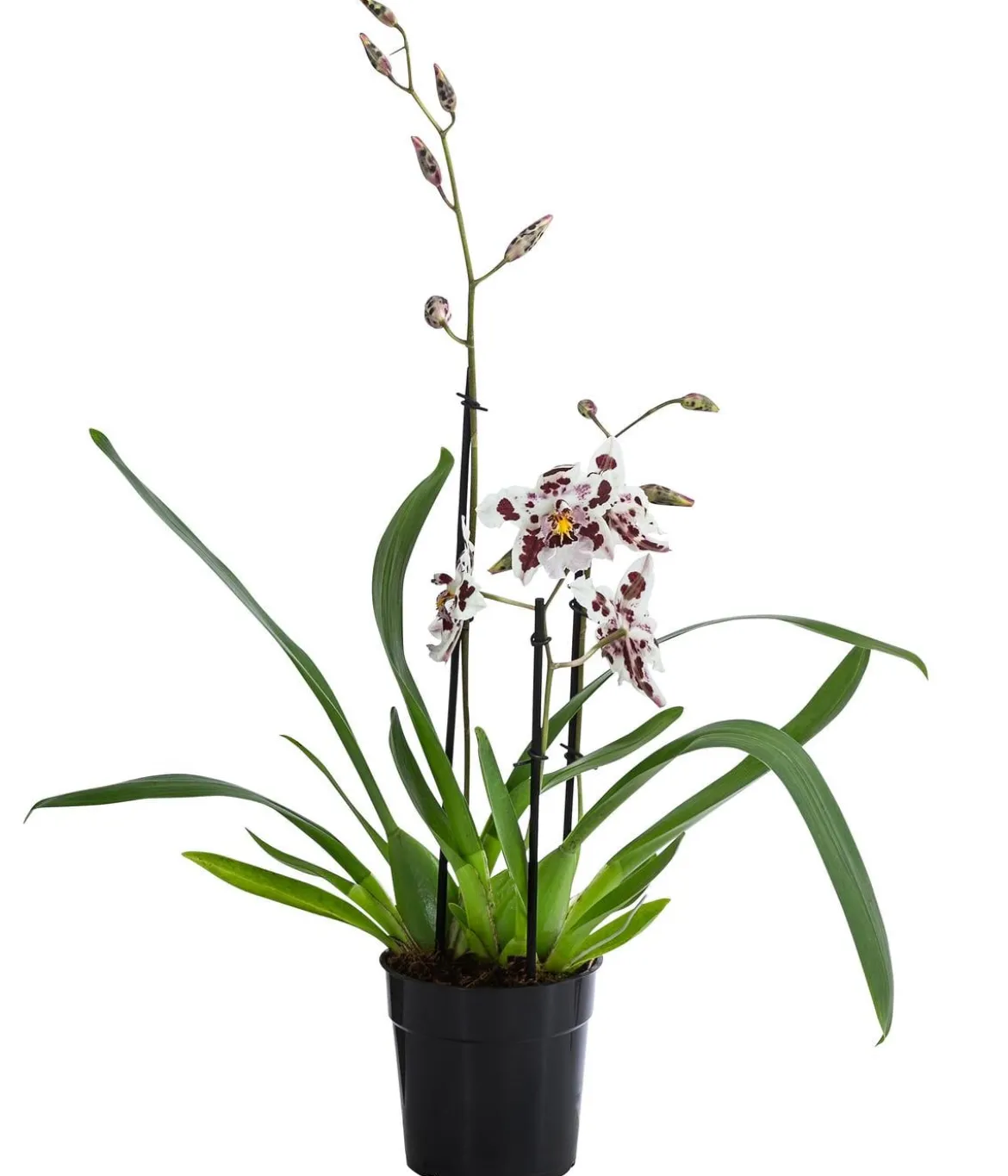 Odontonia-Orchidee - Odontonia hybriden 'Carla'