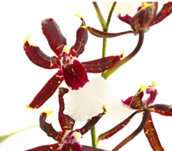 Odontonia-Orchidee - Odontonia hybriden 'Samurai'