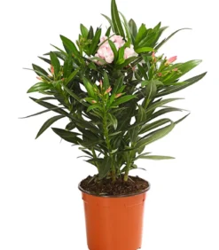 Oleander, Busch, verschiedene Farben
