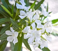 Oleander, Busch, verschiedene Farben