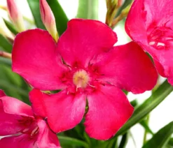 Oleander, Busch, verschiedene Farben