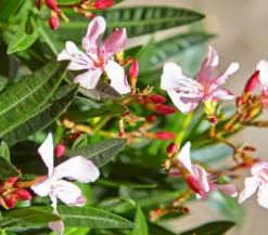 Oleander, Busch, verschiedene Farben