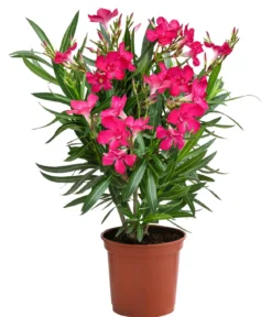 Oleander, Busch, verschiedene Farben