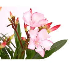 Oleander, Busch, verschiedene Farben