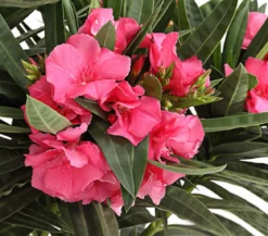 Oleander, gefüllt