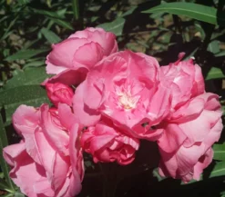 Oleander, gefüllt
