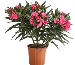 Oleander, gefüllt