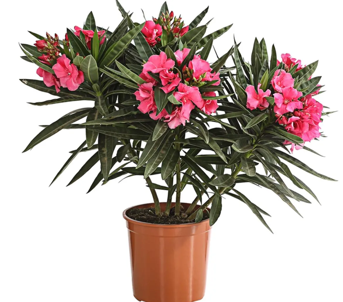 Oleander, gefüllt