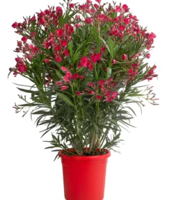 Oleander 'Jannoch'