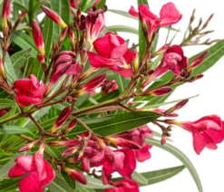 Oleander 'Jannoch'