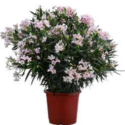 Oleander, Solitärbusch