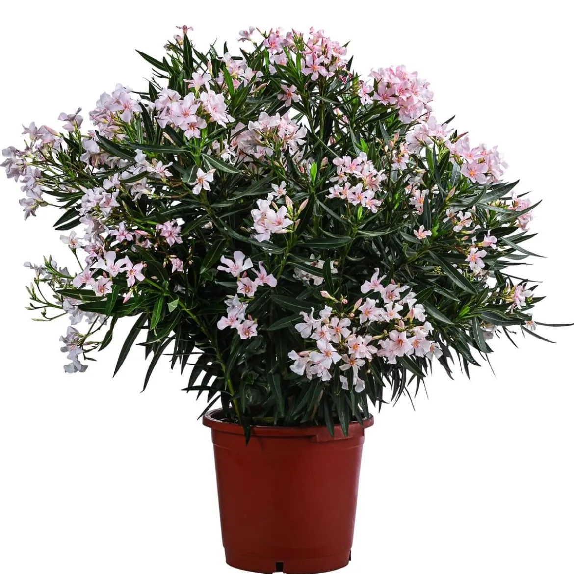 Oleander, Solitärbusch