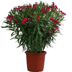 Oleander, Solitärbusch