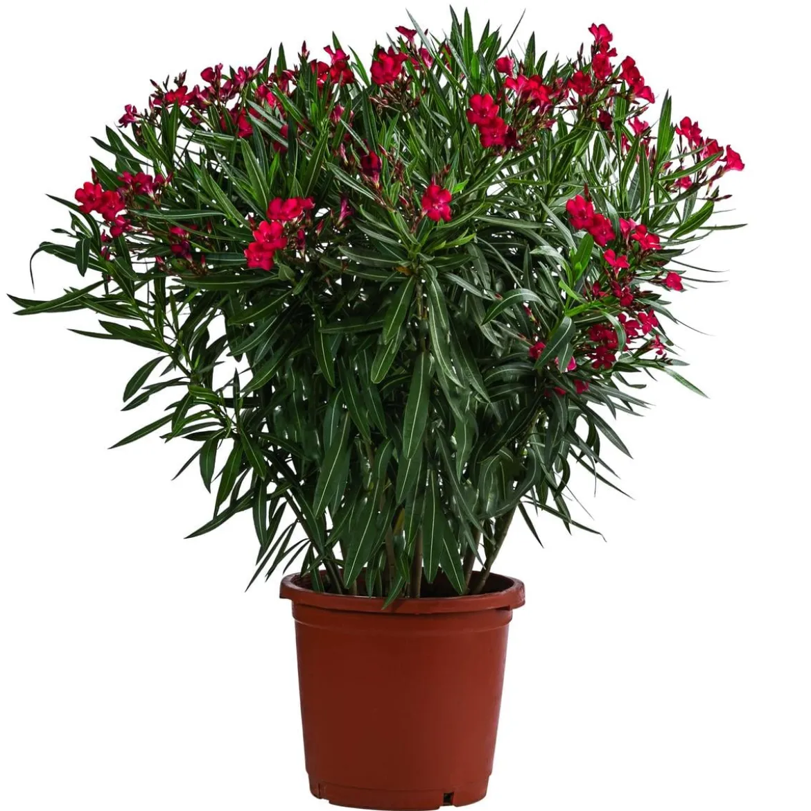 Oleander, Solitärbusch