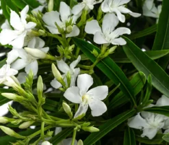 Oleander, Solitärbusch