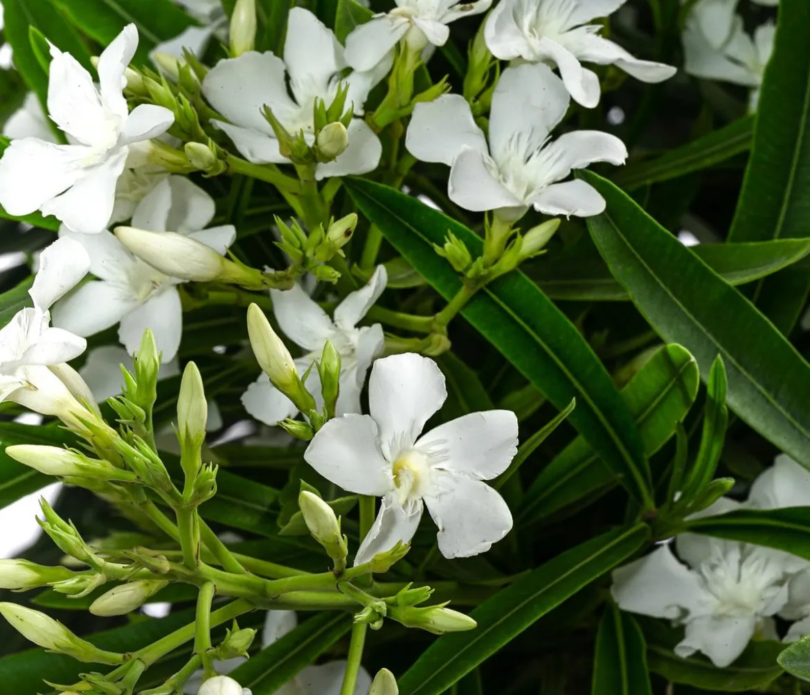 Oleander, Solitärbusch