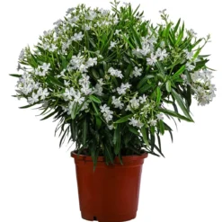 Oleander, Solitärbusch