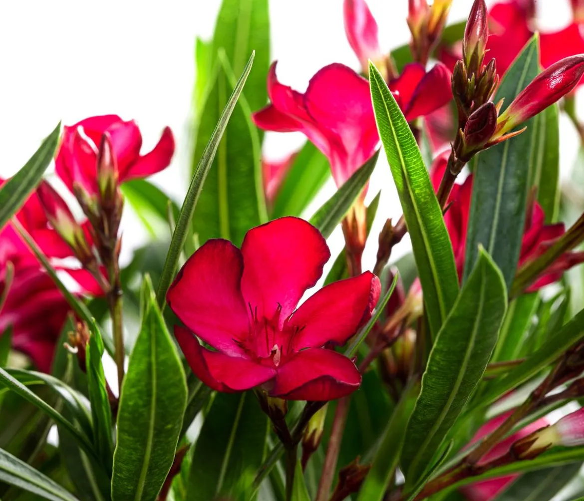 Oleander, Solitärbusch