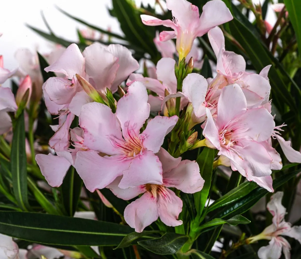 Oleander, Solitärbusch