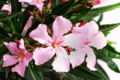 Oleander, Solitärbusch, verschiedene Farben