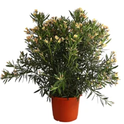 Oleander, Solitärbusch, verschiedene Farben