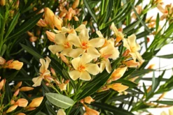 Oleander, Solitärbusch, verschiedene Farben