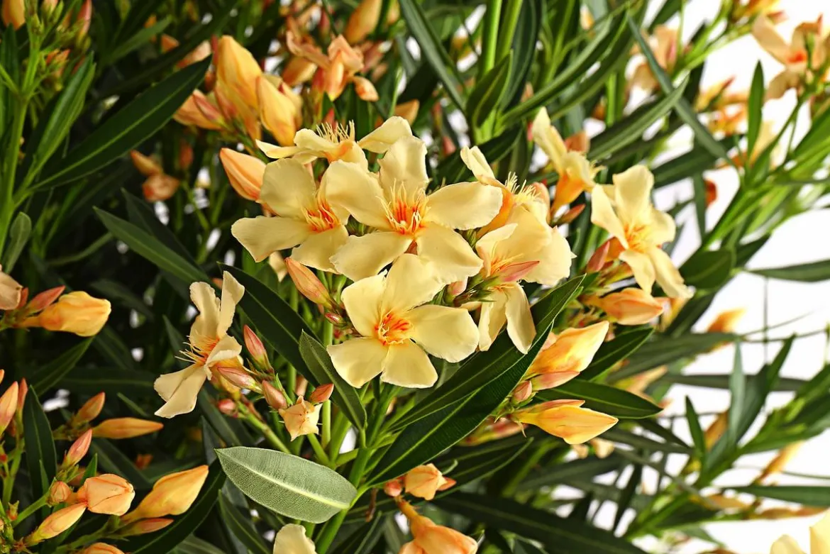 Oleander, Solitärbusch, verschiedene Farben