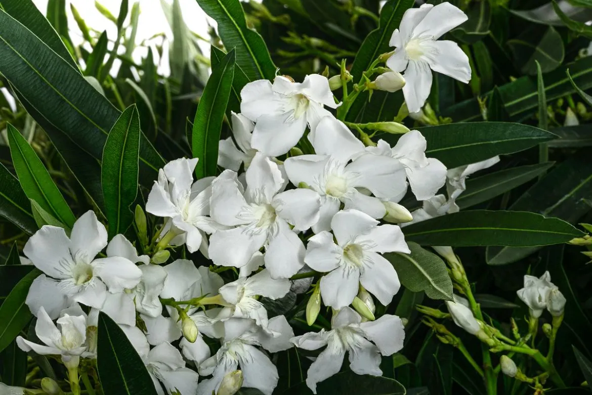 Oleander, Solitärbusch, verschiedene Farben