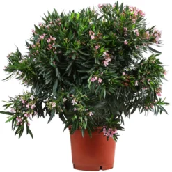 Oleander, Solitärbusch, verschiedene Farben