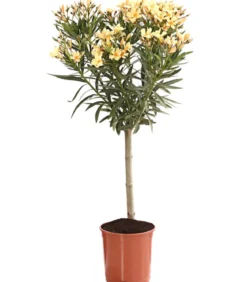 Oleander, Stämmchen, verschiedene Farben