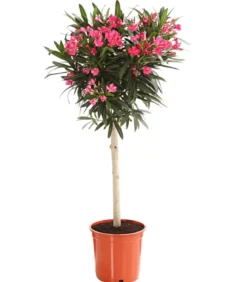 Oleander, Stämmchen, verschiedene Farben