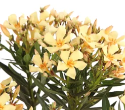 Oleander, Stämmchen, verschiedene Farben