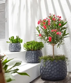 Oleander, Stämmchen, verschiedene Farben
