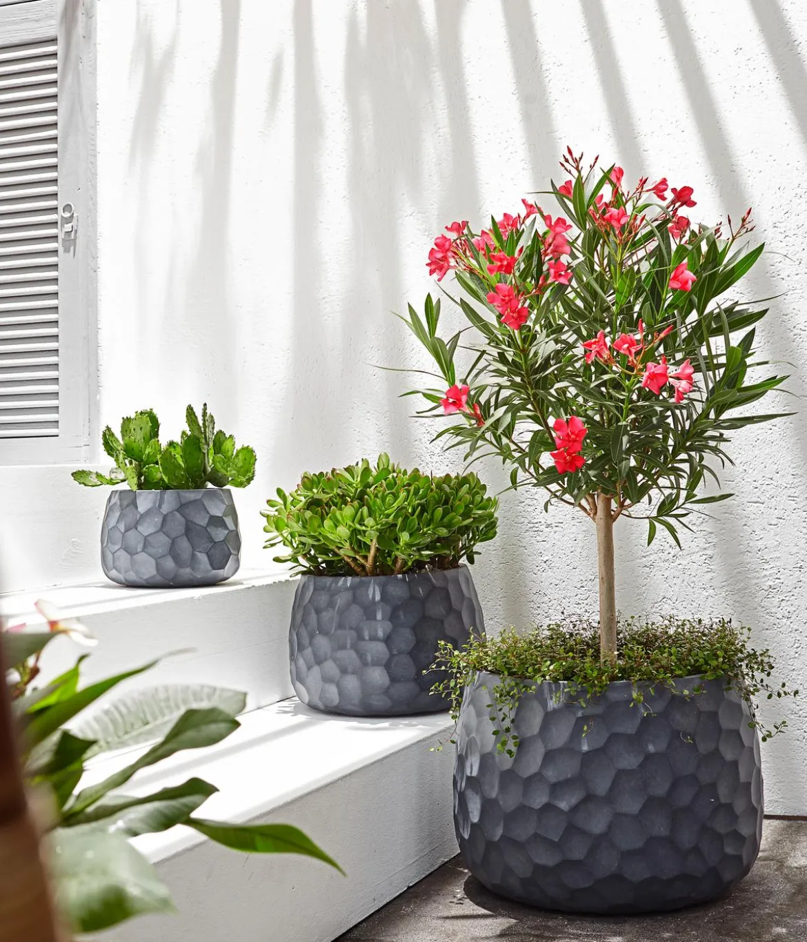 Oleander, Stämmchen, verschiedene Farben