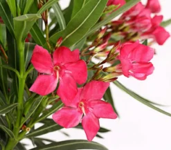 Oleander, Stämmchen, verschiedene Farben