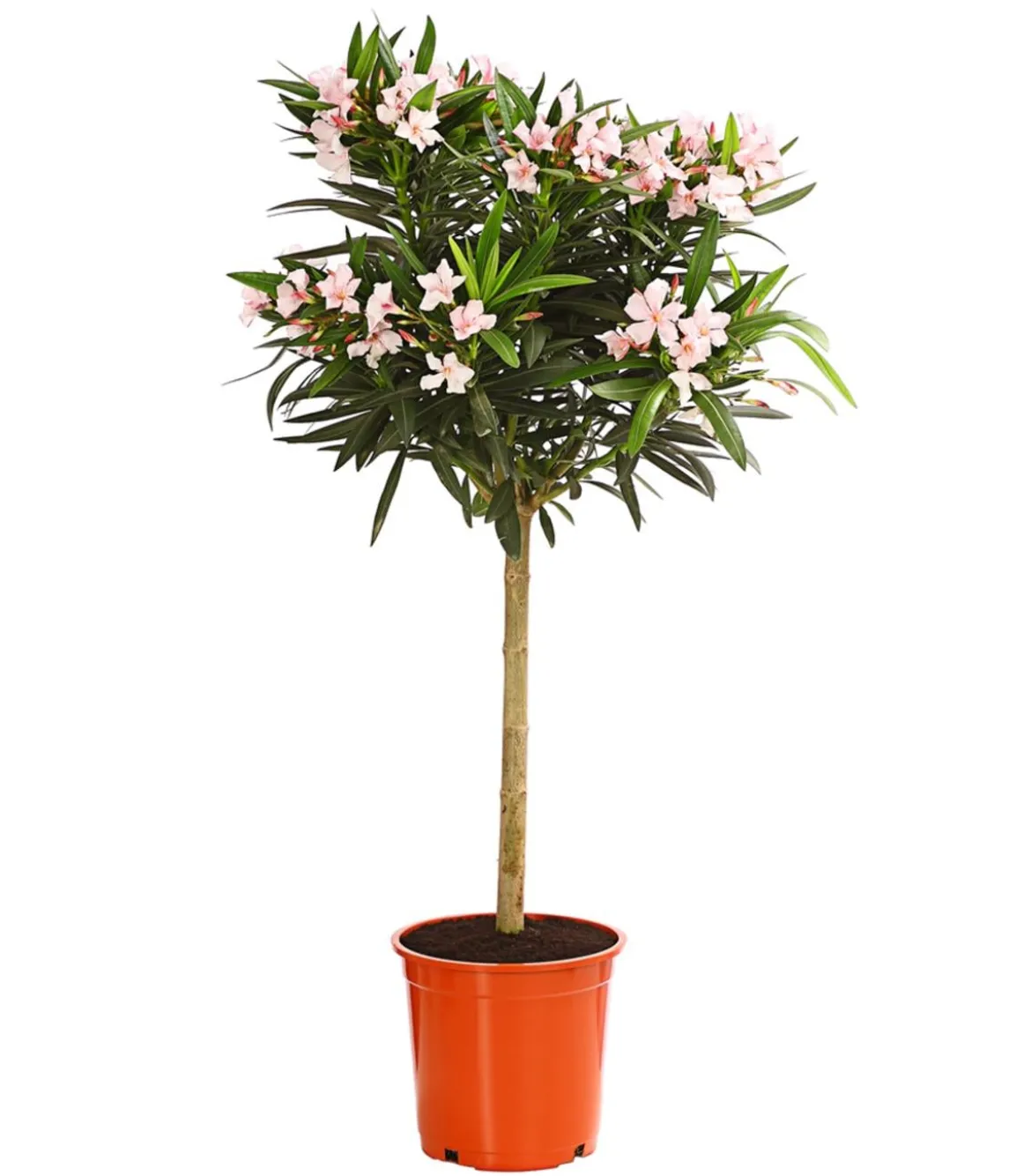 Oleander, Stämmchen, verschiedene Farben